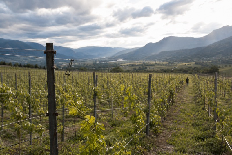 Willamette Valley Wine Tasting Tour (Half-Day)