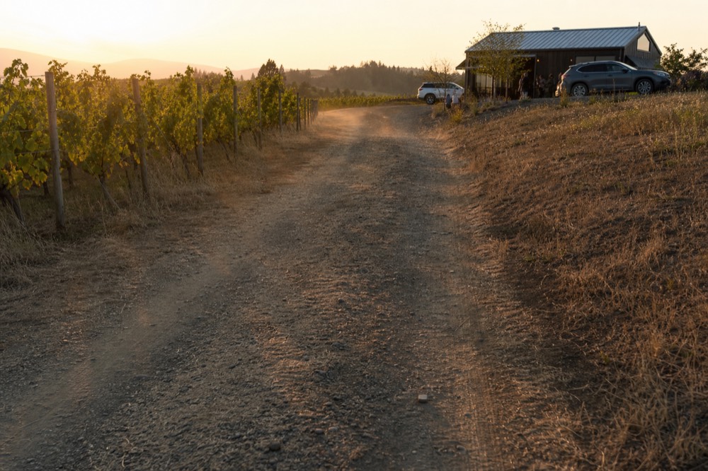 A vineyard driveway in the Willamette Valley leading to a tasting room