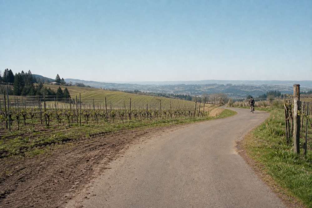 A country road through Willamette Valley vineyards on a clear afternoon