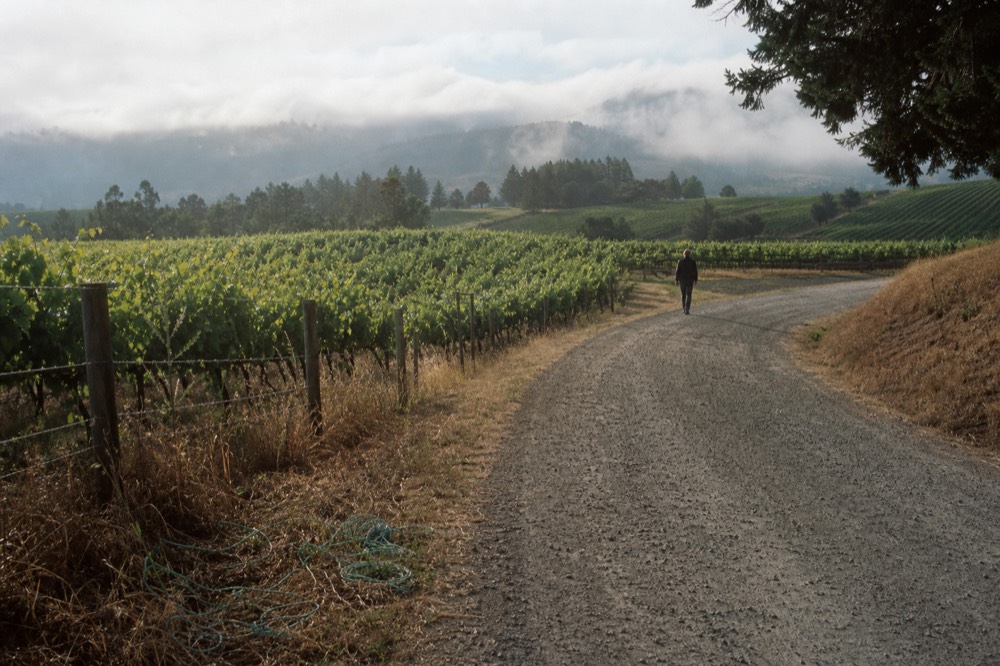 Country road winding through rolling vineyards near McMinnville Oregon