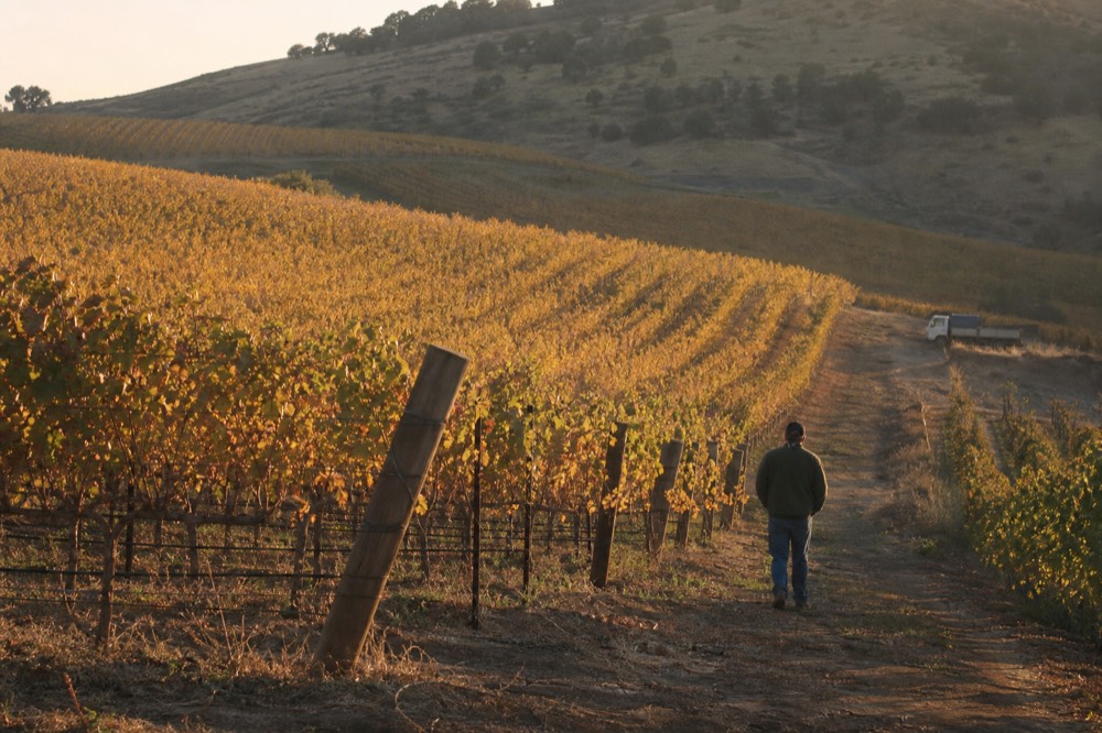 Rolling vineyard hills in the Willamette Valley at golden hour