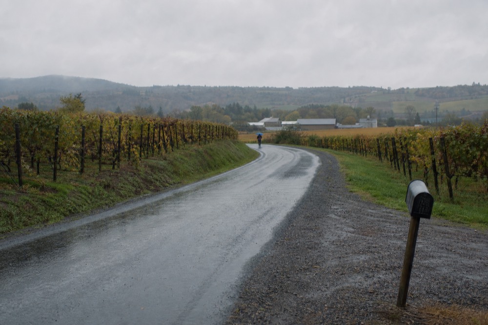 A country road curving between vineyards toward distant winery buildings