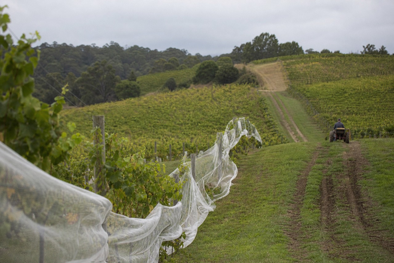 Vineyard rows on rolling Willamette Valley hills under a soft sky