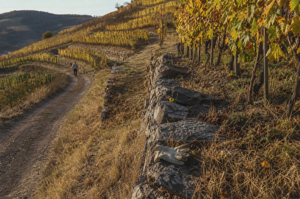 Late afternoon sun over terraced vineyard rows on an Oregon hillside