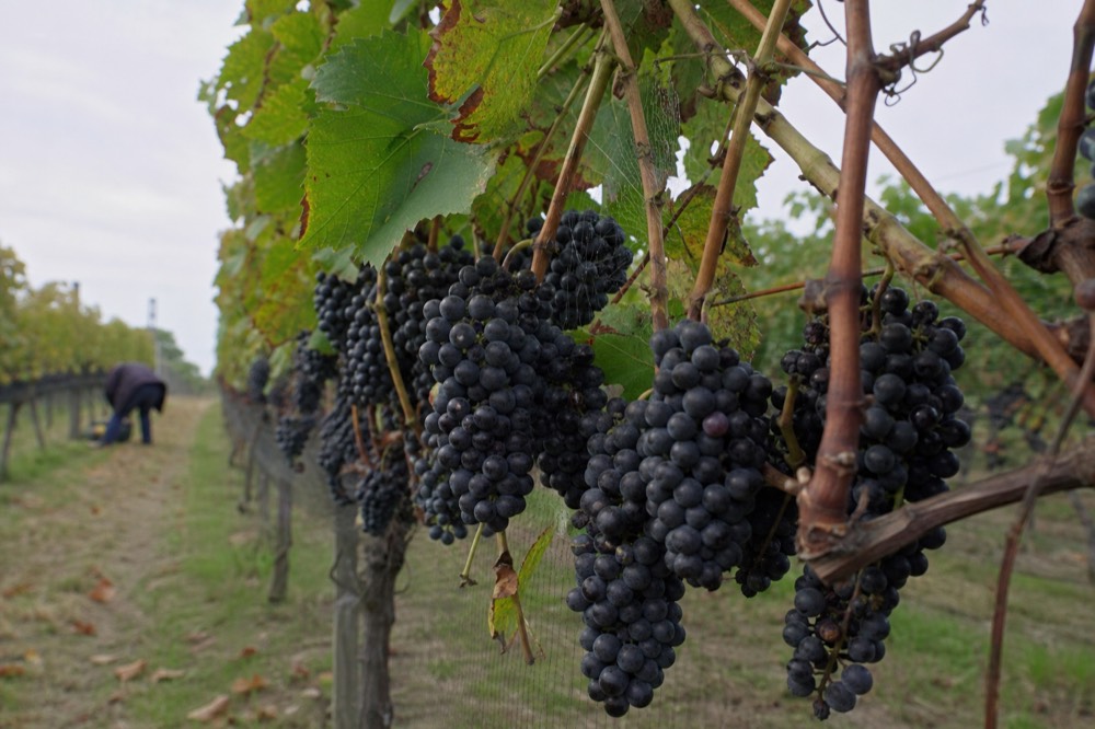 Close view of dark Pinot Noir grape clusters on the vine before harvest