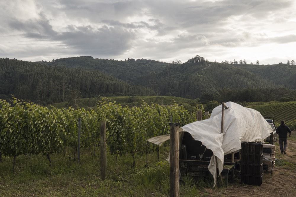View across a Willamette Valley vineyard toward forested hills