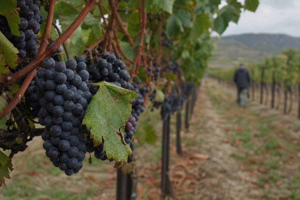 Close view of dark Pinot Noir grape clusters hanging on the vine before harvest