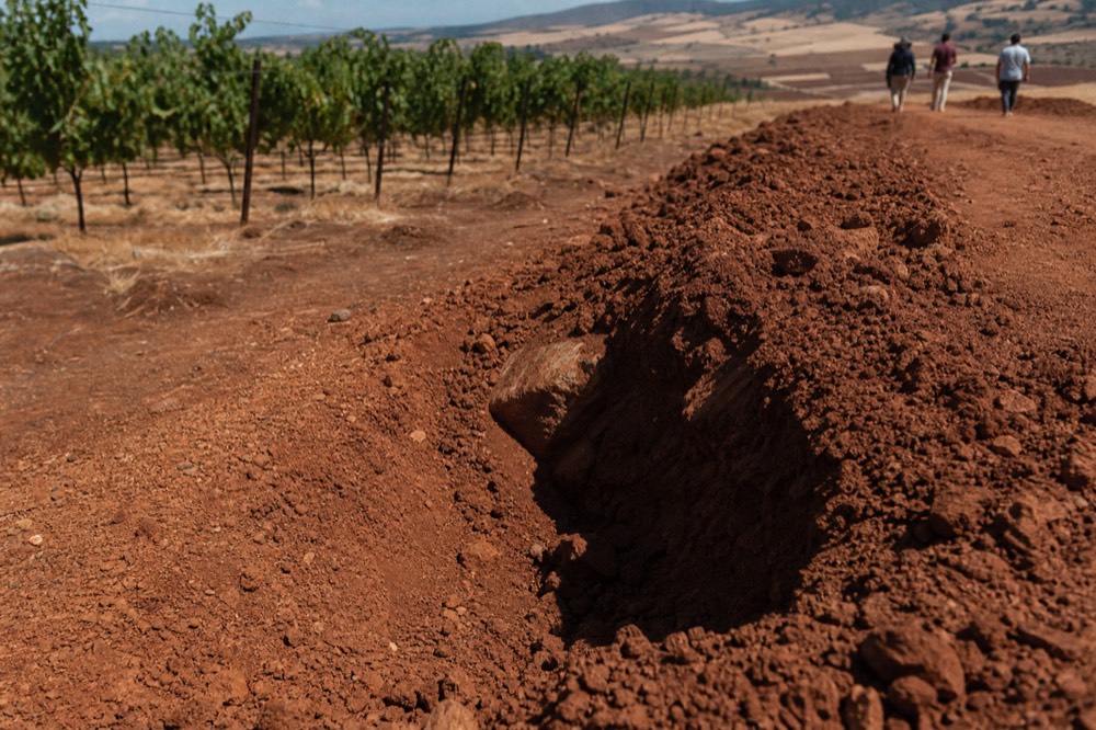 Exposed red volcanic hillside soil beside a young vineyard block