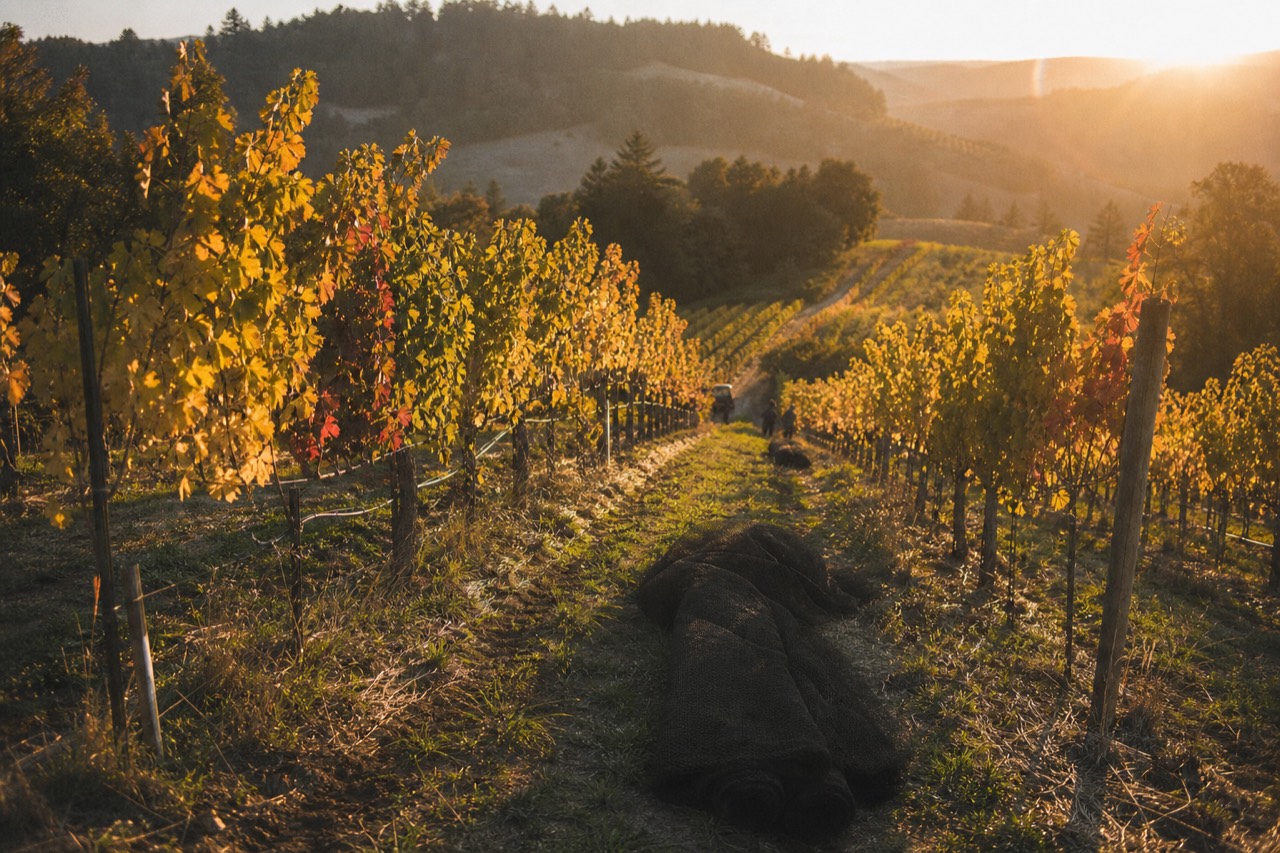 Rows of Pinot Noir vines on a Willamette Valley hillside at golden hour