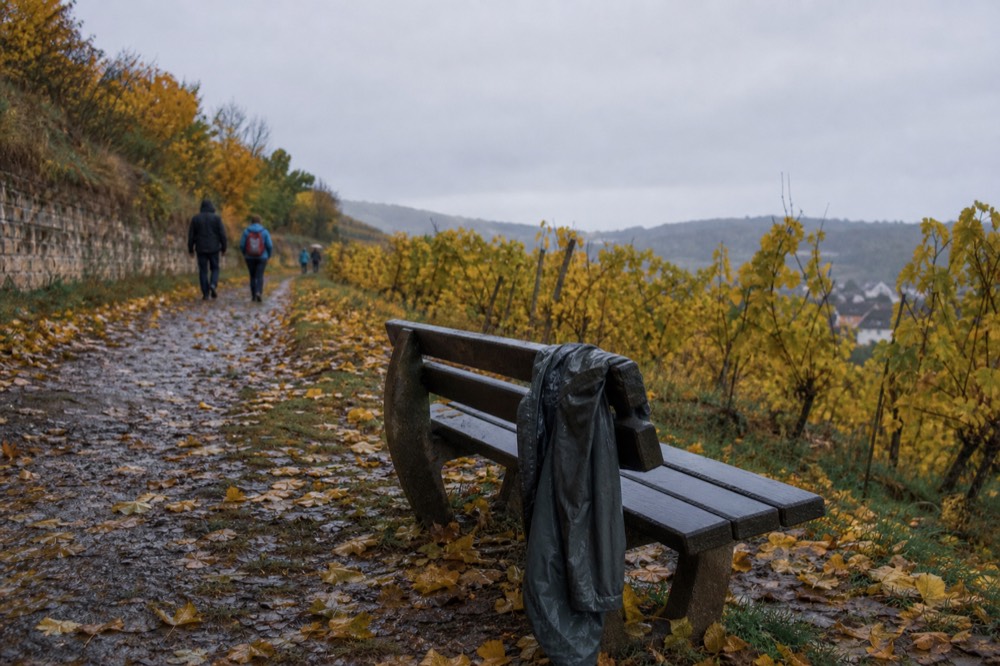 Autumn vineyard path with golden vines and a light rain jacket draped over a bench