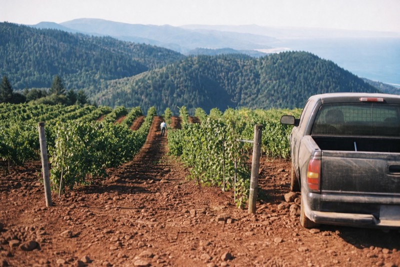 From above, red volcanic soil between Dundee Hills vineyard rows, an aircraft shadow crossing the hillside