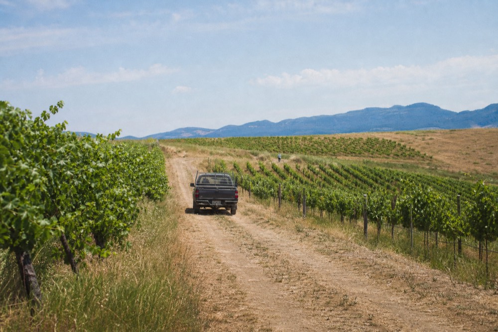 Rolling Willamette Valley vineyards with a low ridge line in the distance
