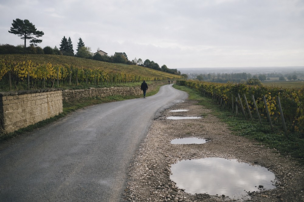 A country road curving between vineyard plots in the Willamette Valley