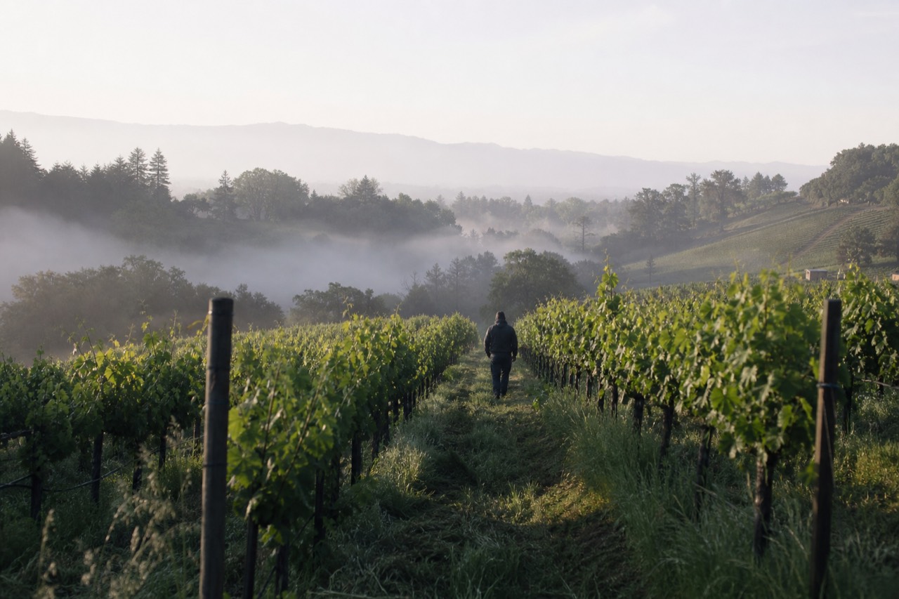 Vineyard rows on a Willamette Valley hillside under a soft morning sky