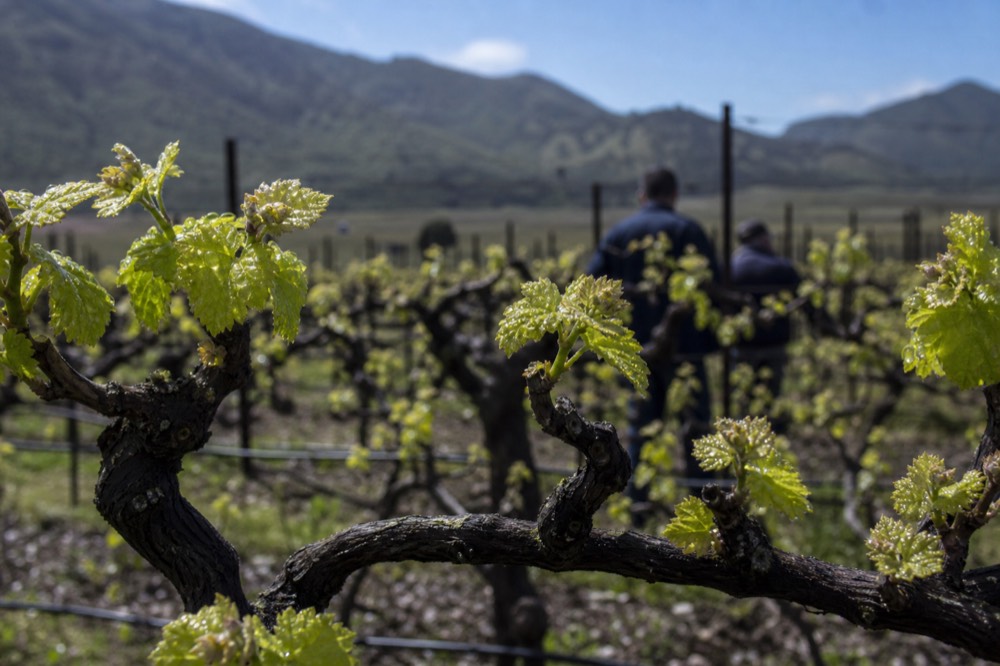 Fresh green vineyard buds on Willamette Valley vines in spring