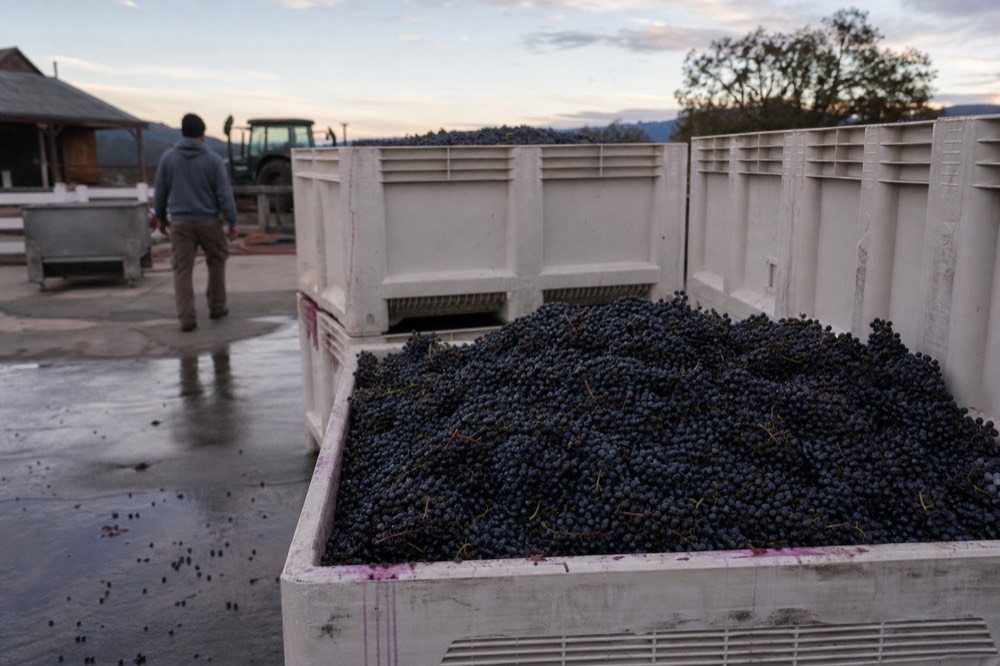 Harvest bins of freshly picked grapes at a Willamette Valley winery