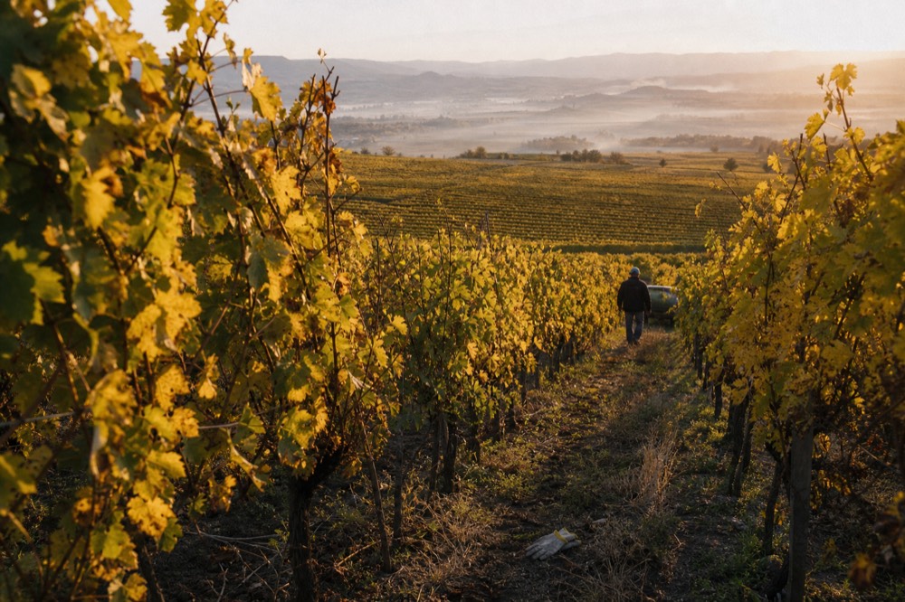 Golden autumn vineyard rows on a Willamette Valley hillside at sunset