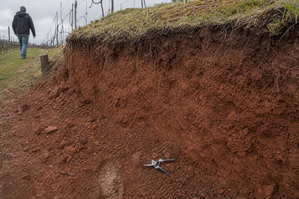 Red Jory soil exposed on a Dundee Hills hillside vineyard