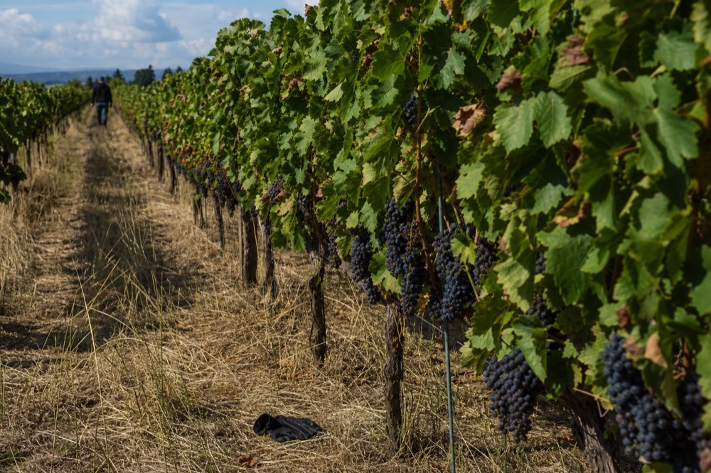 Vineyard rows near Newberg in late summer