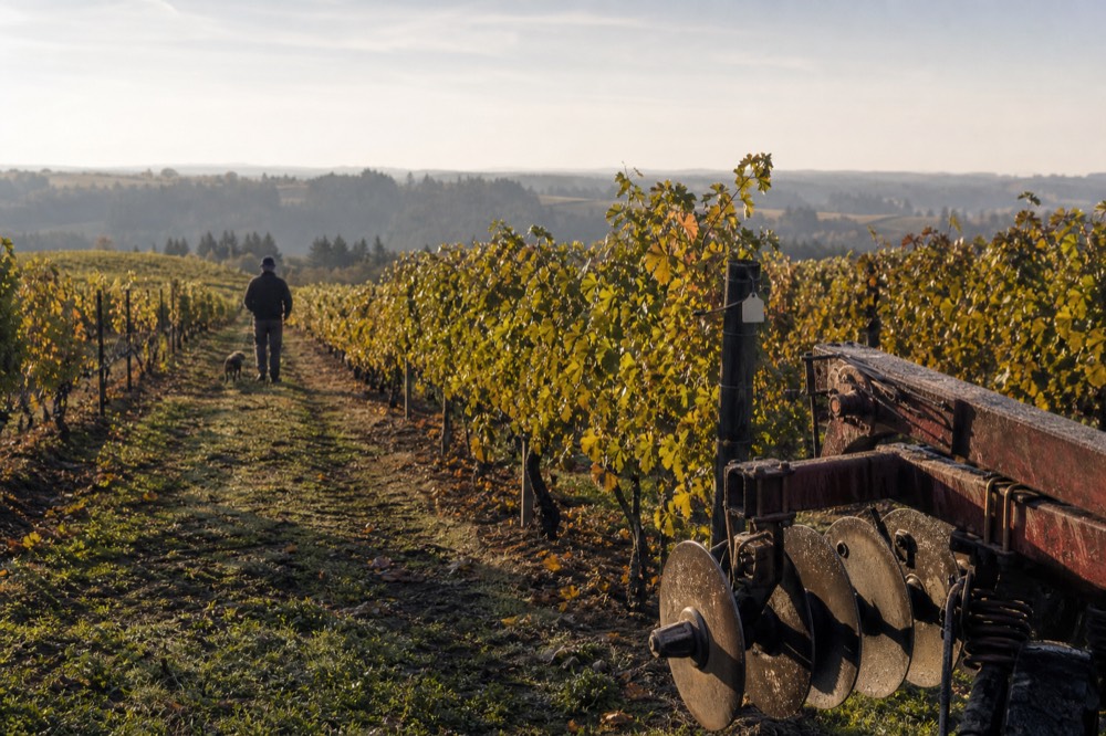 Ribbon Ridge vineyard rows in early autumn