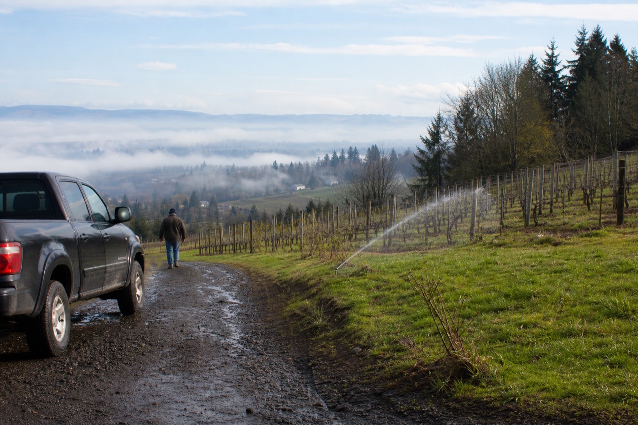 Scenic vineyard landscape near Newberg, Oregon