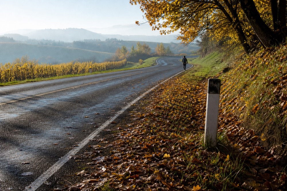 Two-lane valley road curving past vineyards toward low hills