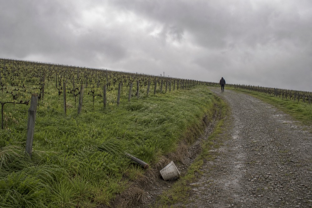 Vineyard rows on a hillside with a gravel access road between them