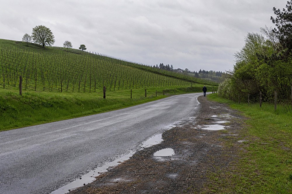 Rows of grapevines climbing a hillside above a country road near Newberg