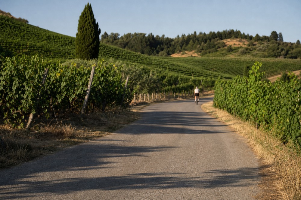 A country road winding between vineyards with no cars visible