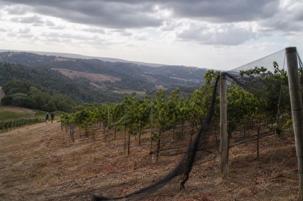 Wind-swept vineyard rows on hills near the Van Duzer Corridor