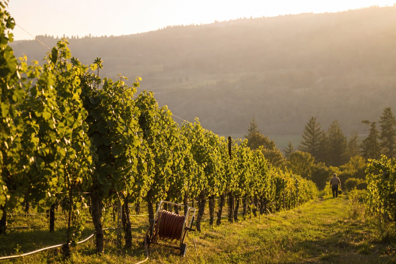 Vineyard rows on a Willamette Valley hillside at golden hour