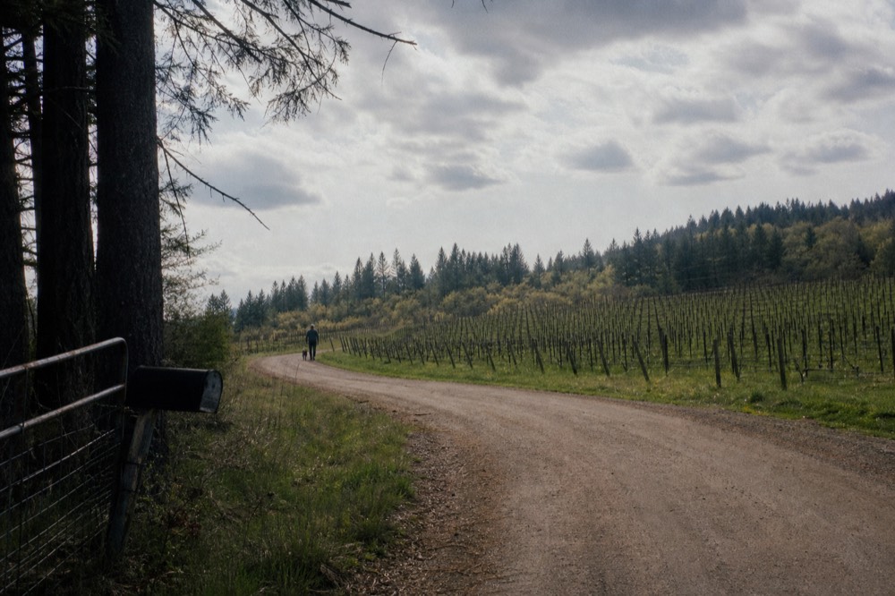 A country road winding between vineyards and evergreen trees in Oregon wine country