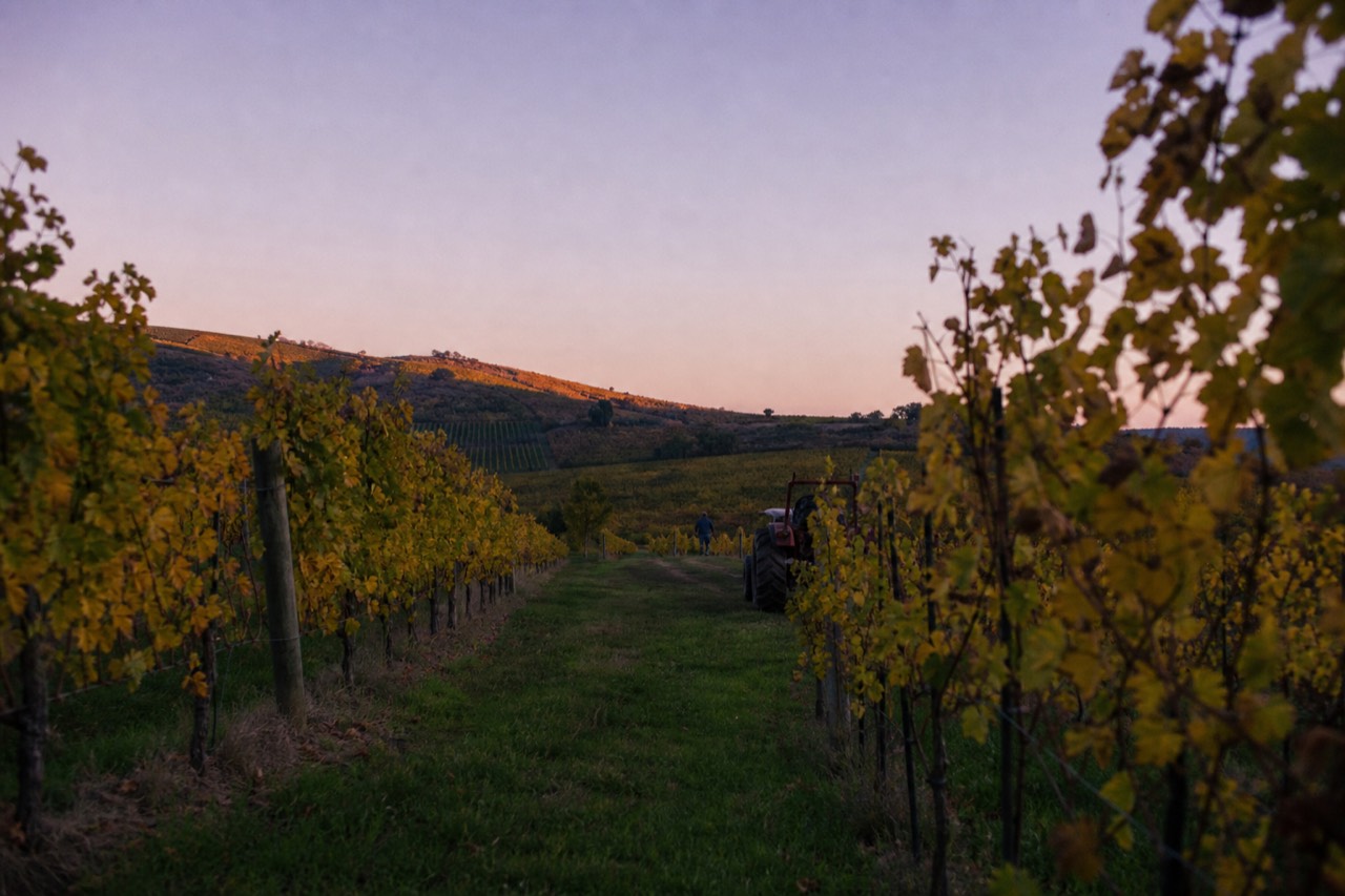 Vineyard rows on a Willamette Valley hillside at golden hour
